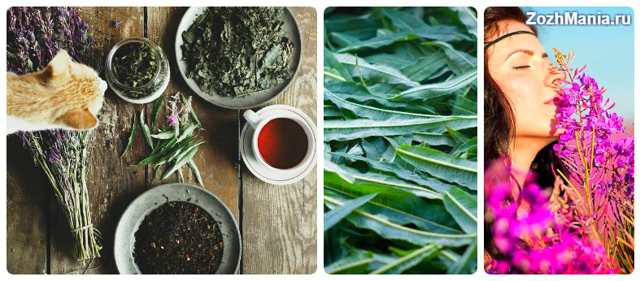 Копорский чай: состав, польза и вред, противопоказания, особенности заваривания