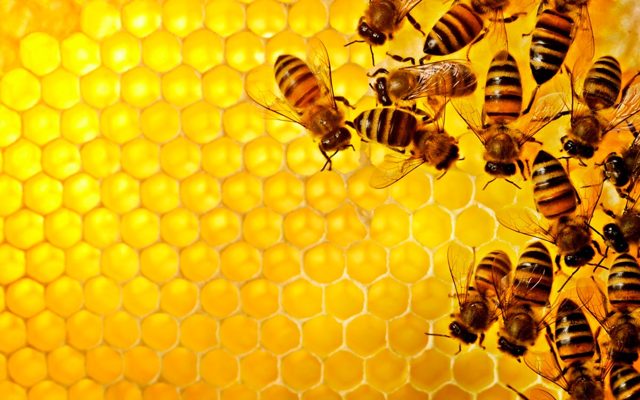 Почему веганы не едят мёд: причины отказа, полезные аналоги стевия и архат