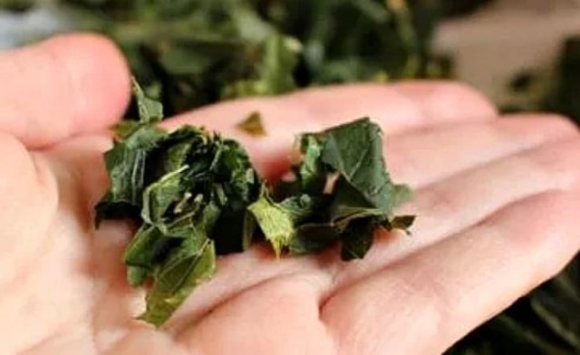 Чай из листьев смородины: польза и вред, рецепты, как правильно заготовить сырье
