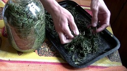 Как приготовить иван-чай: сбор листьев, правила заготовки, правила заваривания