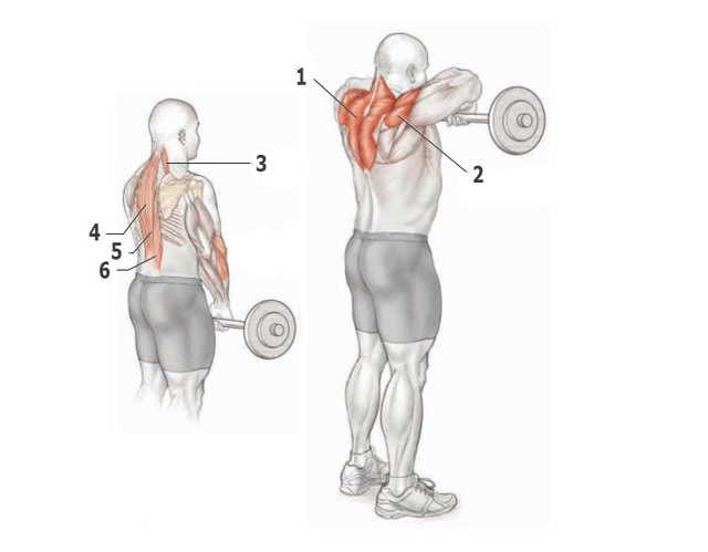 Упражнения для спины: общие принципы, самые эффективные комплексы