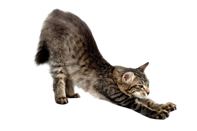 Упражнение «кошка» для спины: особенности программы, лучшие комплексы