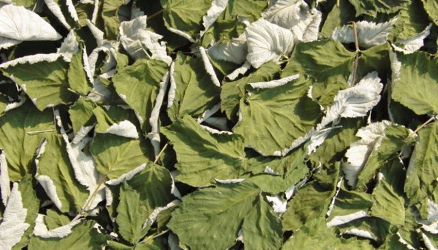 Чай из листьев малины: польза и вред, как правильно выбирать и хранить, рецепты