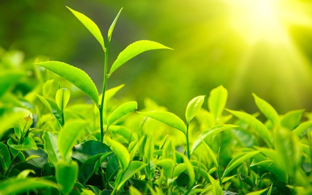 Чай Ассам: особенности выращивания и производства, виды, правила заваривания