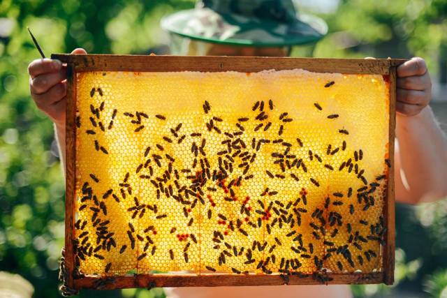 Почему веганы не едят мёд: причины отказа, полезные аналоги стевия и архат