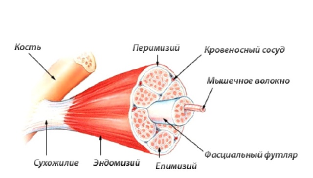 Современные научные основы гипертрофии (роста) мышц
