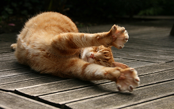 Упражнение «кошка» для спины: особенности программы, лучшие комплексы